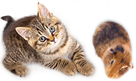 зоосалон стрижка собак